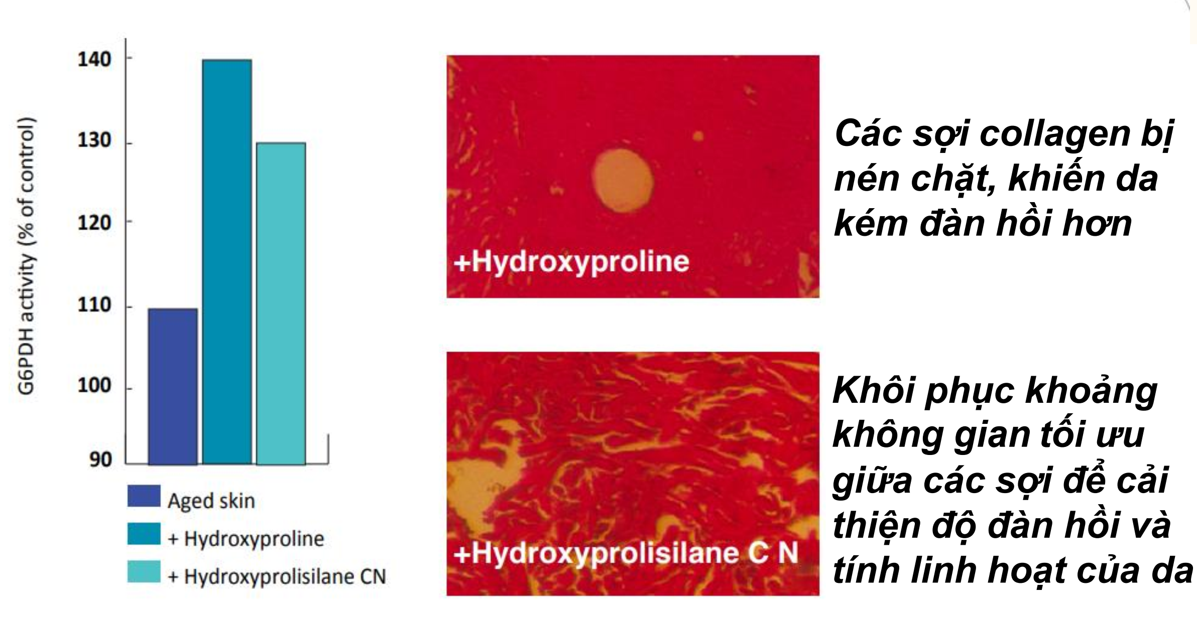Khi kết hợp Hydroxyproline và Silic hữu cơ